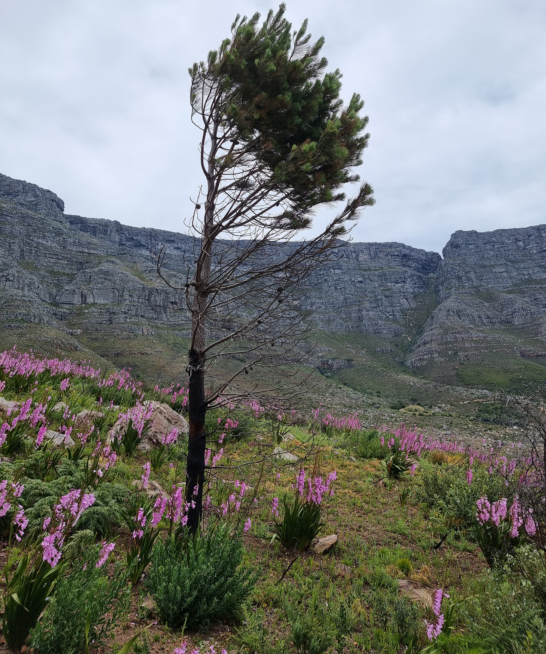 Cluster pine, Table Mountain