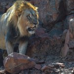 ‘We had no part in hunting Mwezi the lion’ - WildVeld Safaris