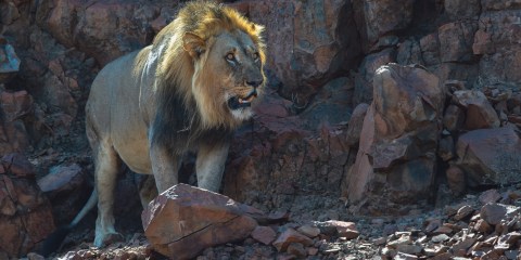 Storm brewing over hunt of iconic collared desert lion in Namibia