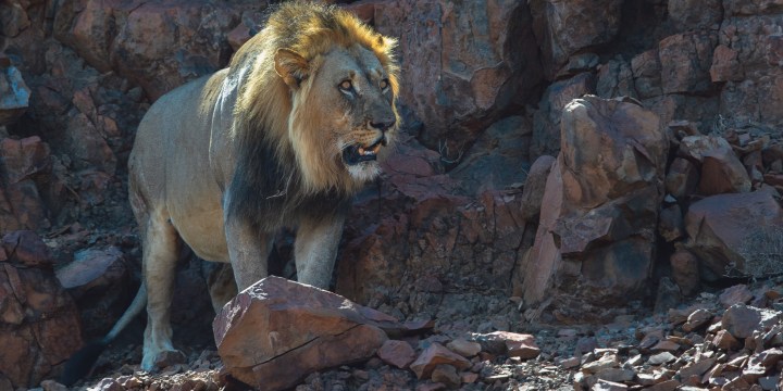 ‘We had no part in hunting Mwezi the lion’ – WildVeld Safaris