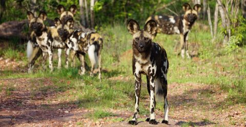 ‘Devastating loss to conservation’ as six endangered African wild dogs poisoned in the Waterberg