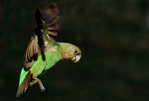 Saving the endangered Cape parrot’s natural habitat by planting one tree at a time