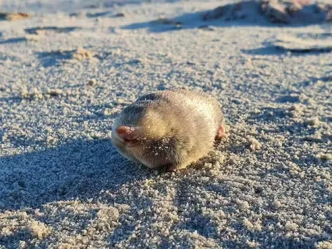 Golden mole that swims through sand is rediscovered in South Africa after 86 years