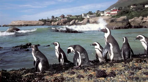 Penguin safety worries as navy readies Simon’s Town underwater demolition training exercise
