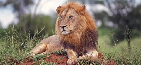 ‘I’m a lion farmer. No one takes my lions’: Breeders threaten court action over industry closure