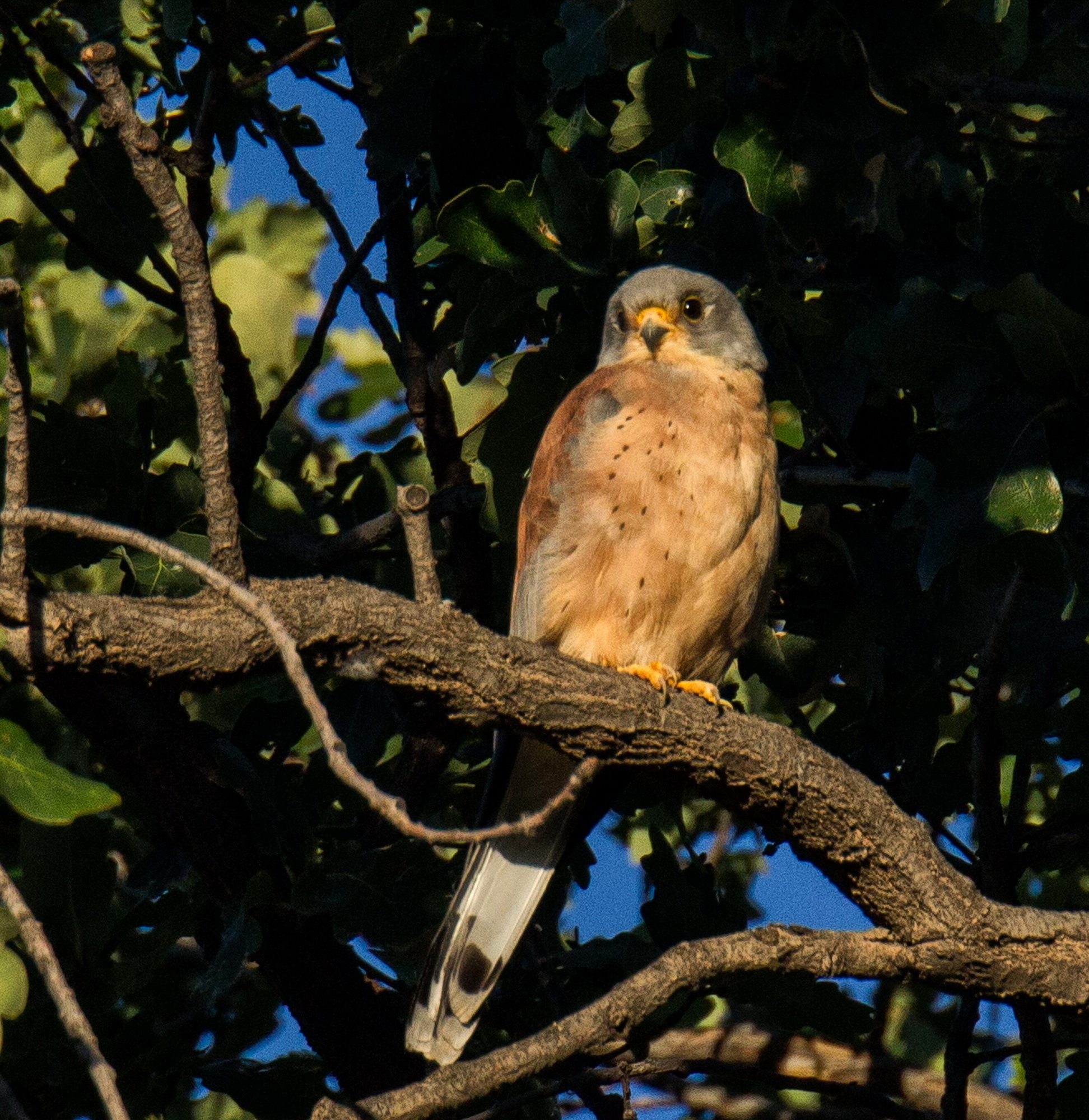 A Lesser Kestrel in Hanover, Northern Cape. In the platteland, one of the pure pleasures is being closer to nature. African harrier hawks often flap through trees, and herons or egrets fly above the main roads. Image: Chris Marais