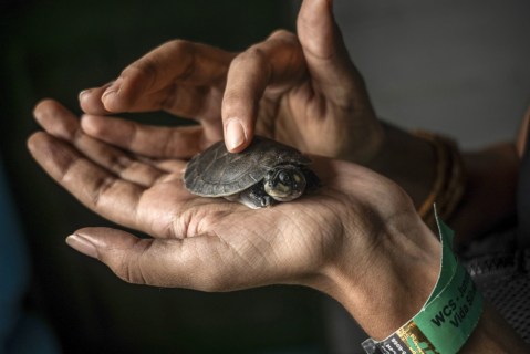 The Amazon rainforest’s endangered turtles, and more from around the world