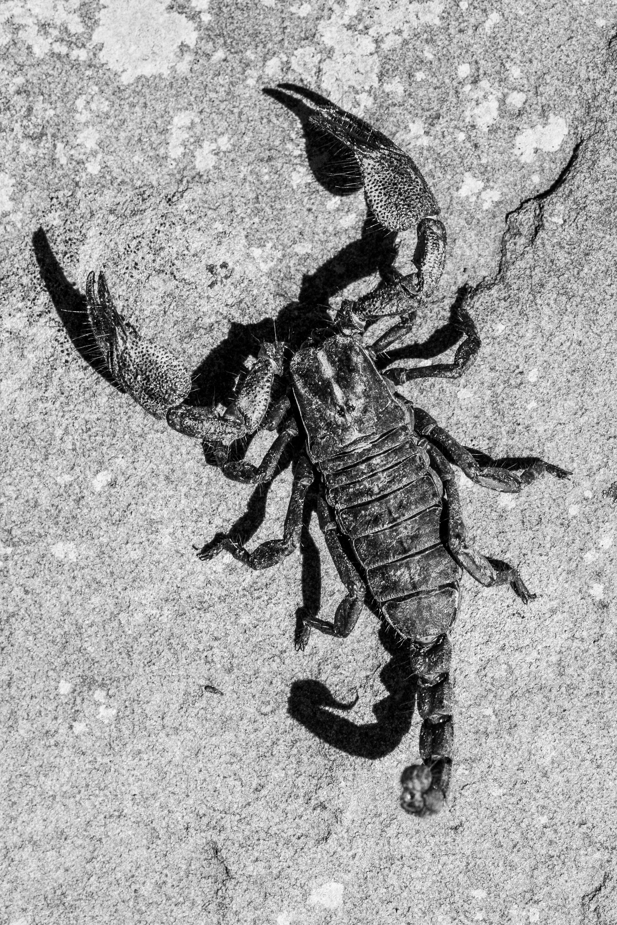 There are always creepy-crawlies – and some are dangerous, like this scorpion. Shake out your shoes and slippers before donning them. Image: Chris Marais