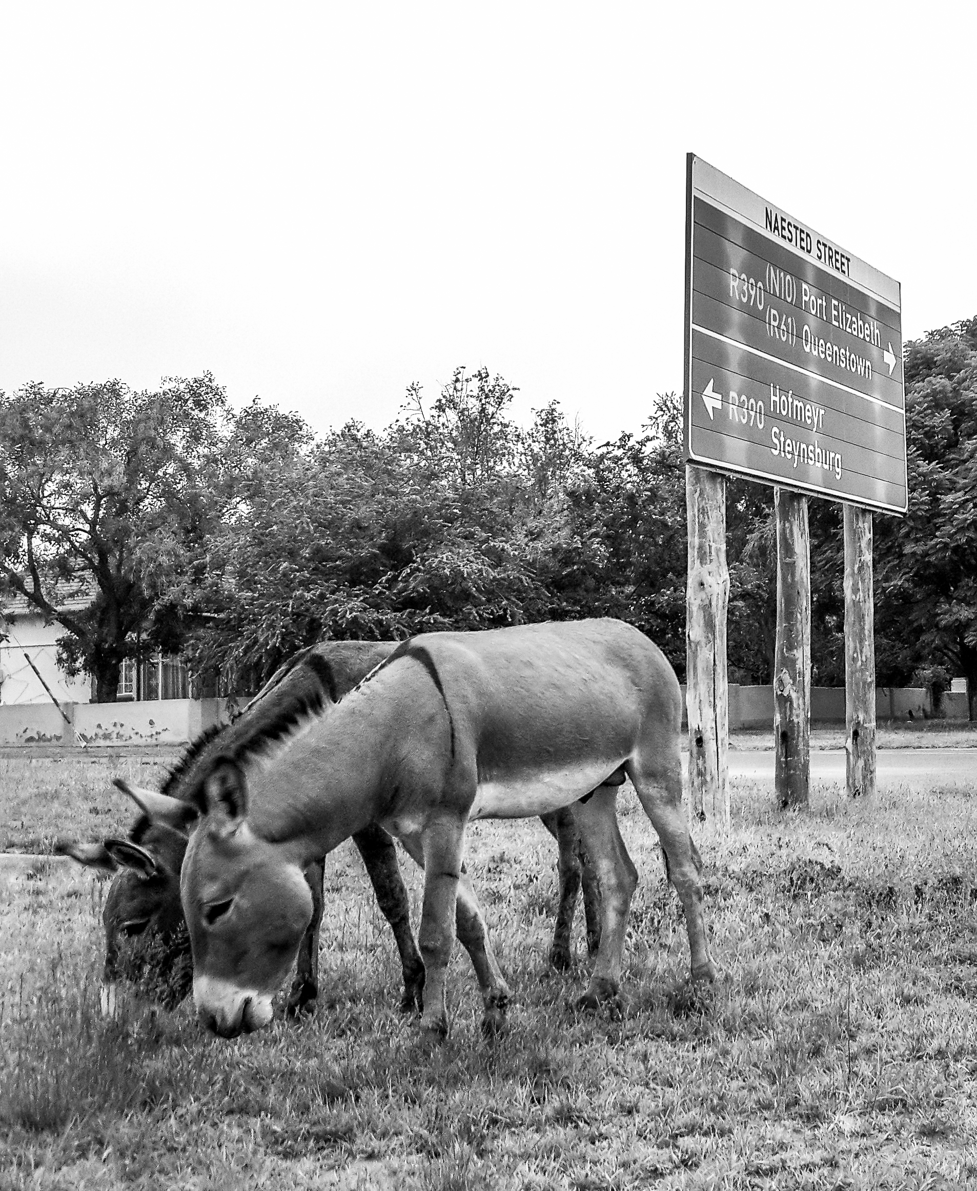 You may grow lovely roses, you may plant a delicious vegetable patch, but be aware that wandering donkeys, goats and sometimes cows will find them irresistible. Image: Chris Marais