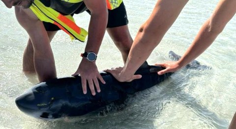 Three stranded whales die off Cape Town coast