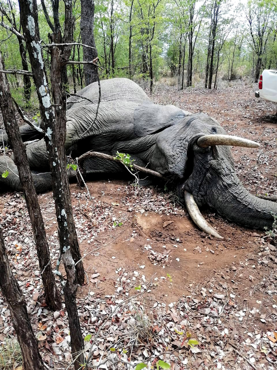 dead elephant outside Kruger National Park