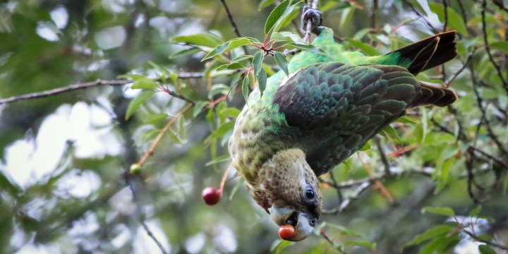 Flight of their lives — inside the mission to save the critically endangered Cape parrot
