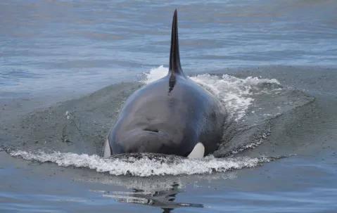 Lone wolf — scientists detail first recording of a single orca killing a white shark