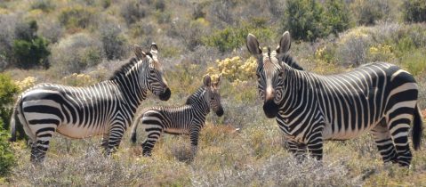 Stallion earns his stripes in Cape mountain zebra ‘genetic rescue’ project