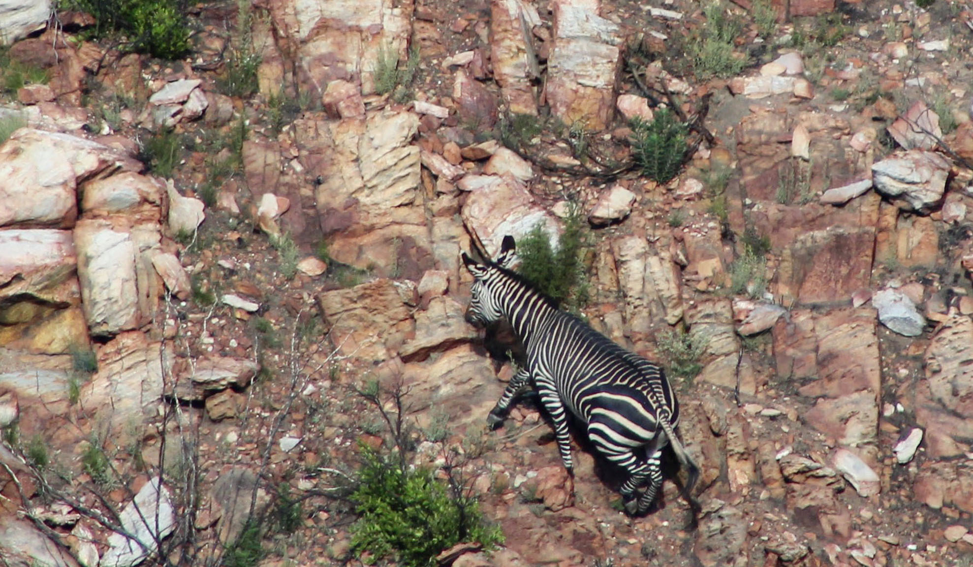 cape mountain zebra