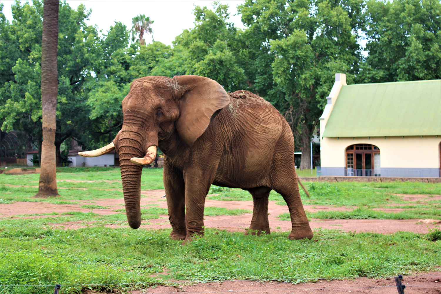 Charley the elephant, Pretoria zoo