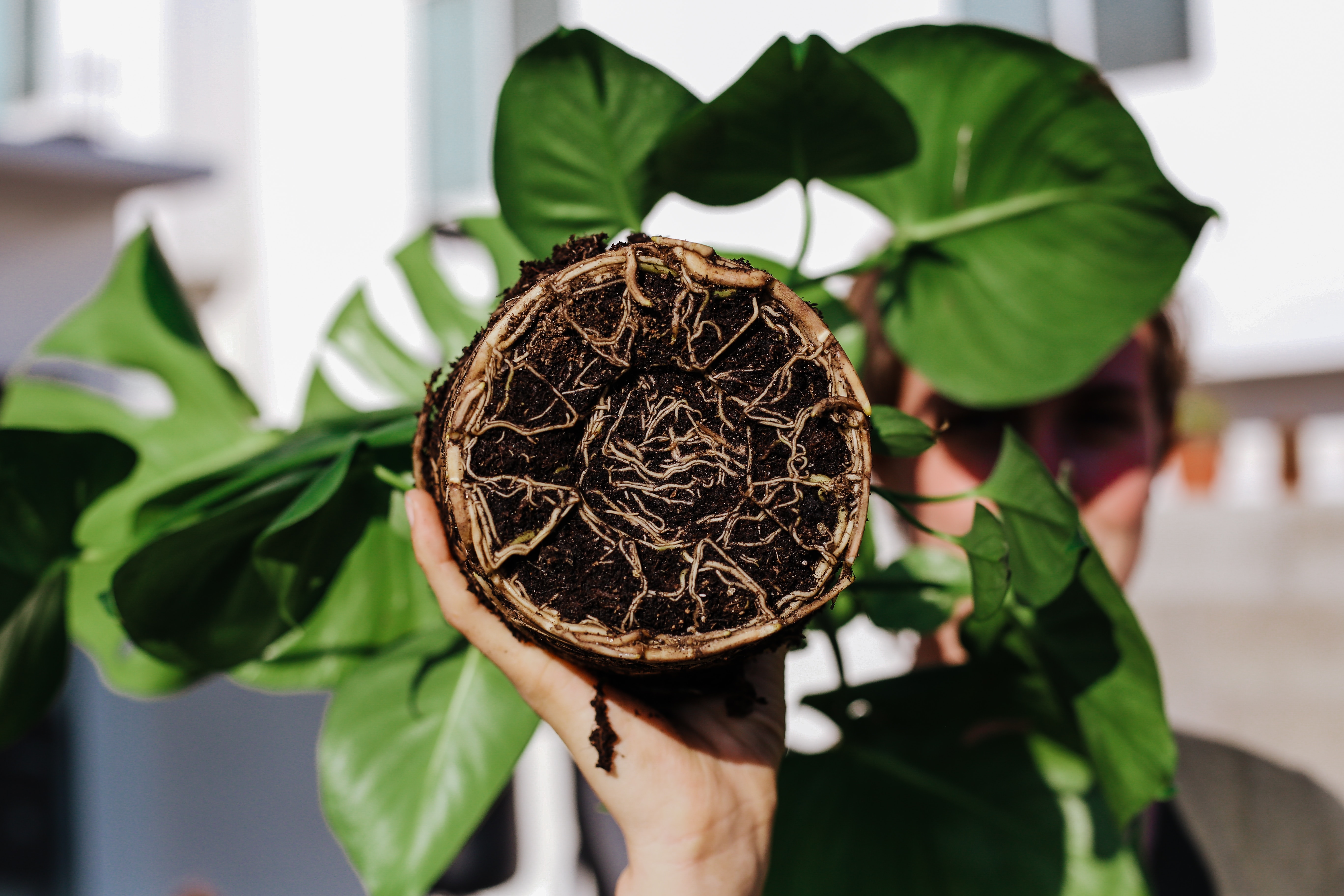 There are intricate chemical processes happening inside plant roots. Image: Josue Michel /Unsplash