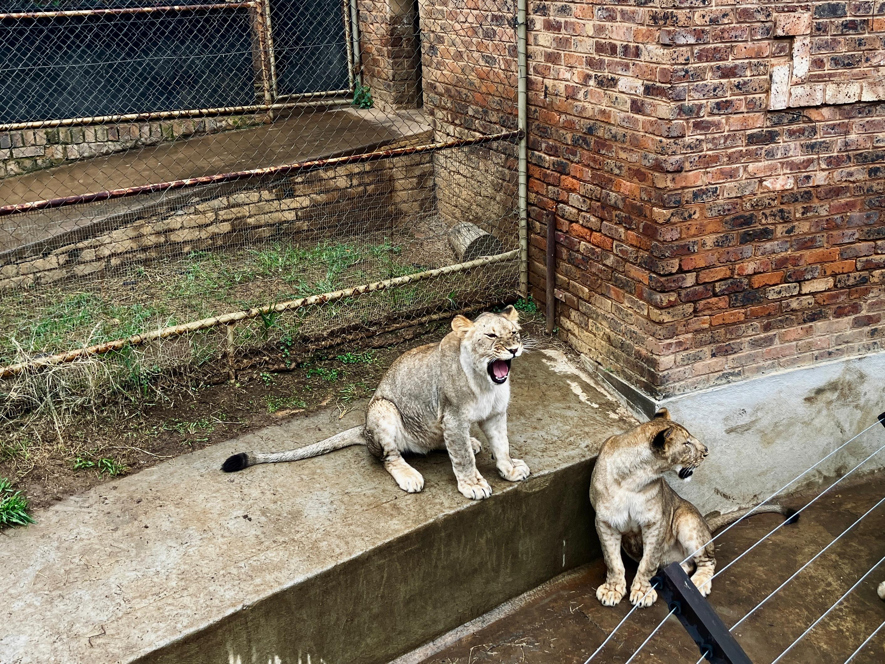 Pretoria zoo lion enclosure