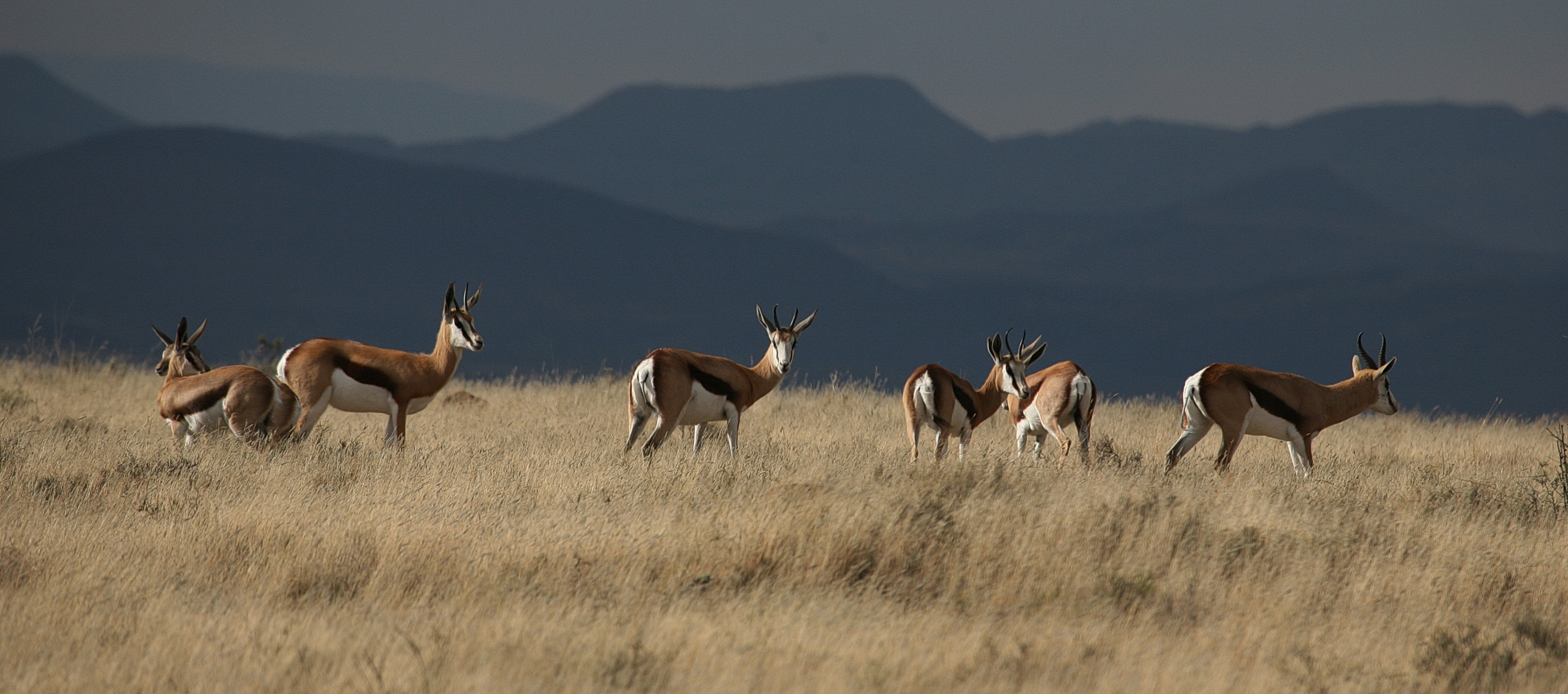 Explorers and hunters alike were entranced by this delicate, beautiful but tough antelope. Image: Chris Marais