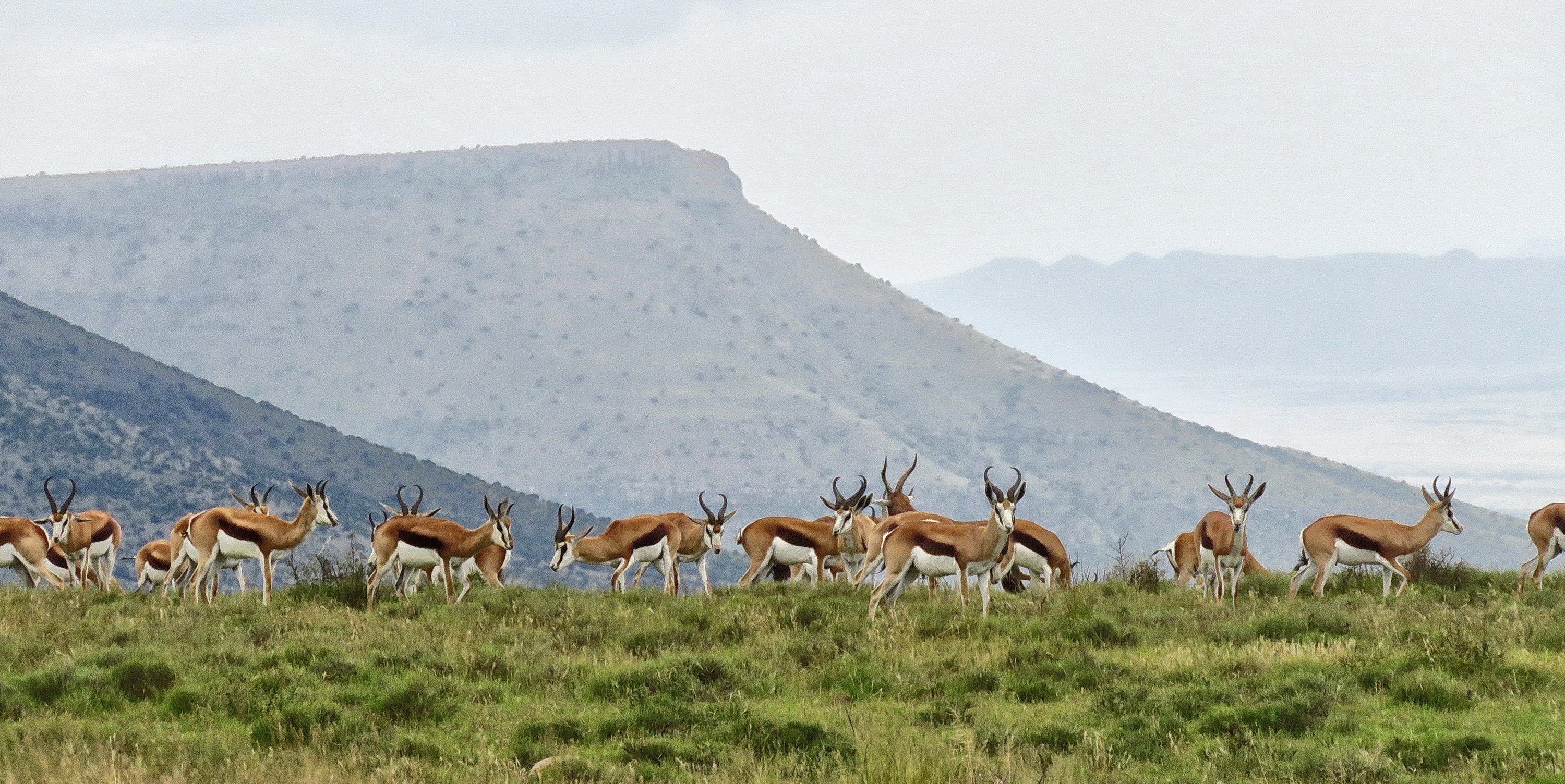 Springbok graze before the distinctive Spekboomberge in in the Mountain Zebra National Park near Cradock. Image: Chris Marais