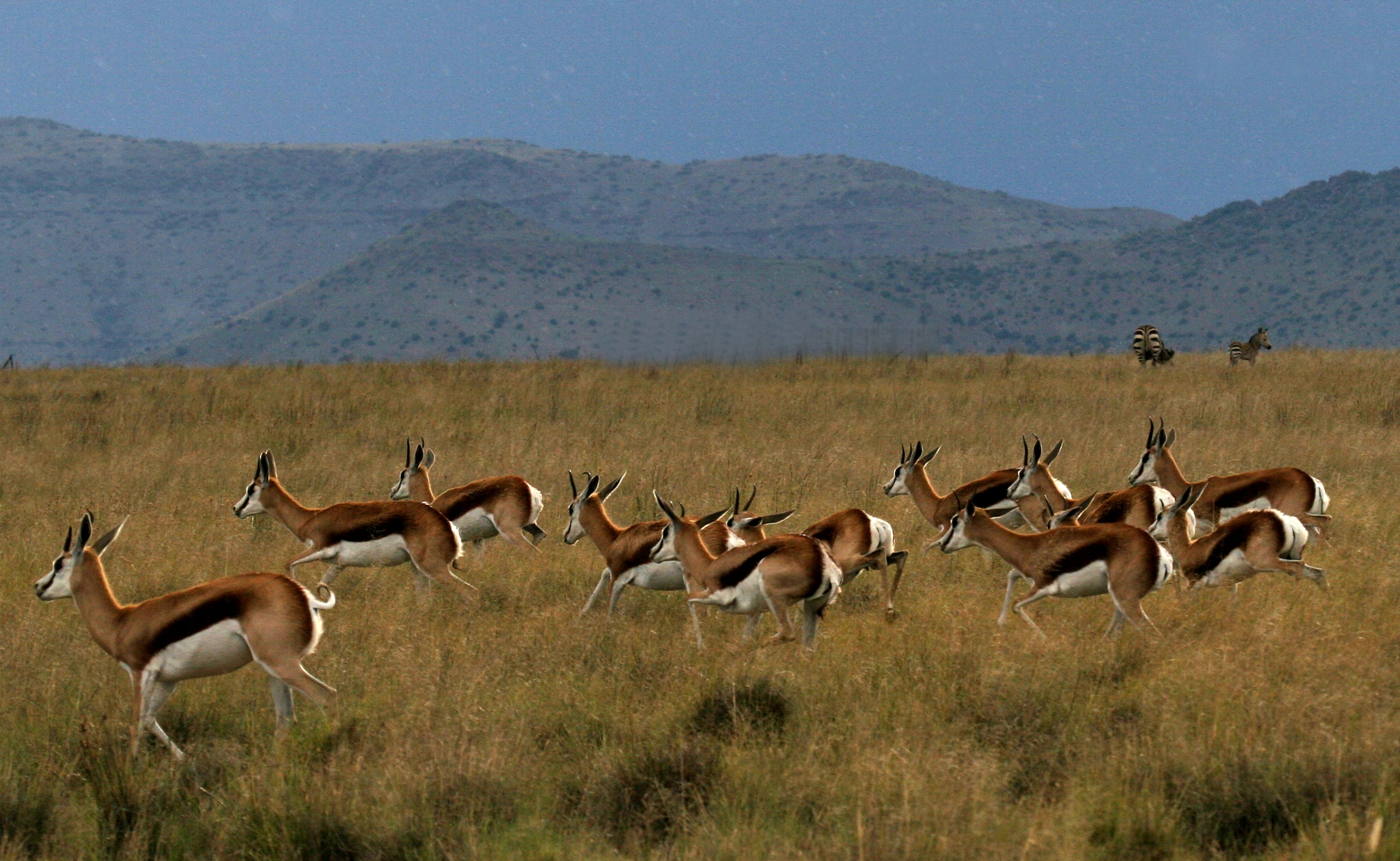 In a monograph simply entitled The Springbok, published by the Transvaal Museum in 1996, Professor JD Skinner of the University of Pretoria’s Mammal Research Institute said he believed that “in the Karoo, the wind-borne smell of fresh green pasture seems to have triggered several recorded treks”. Image: Chris Marais