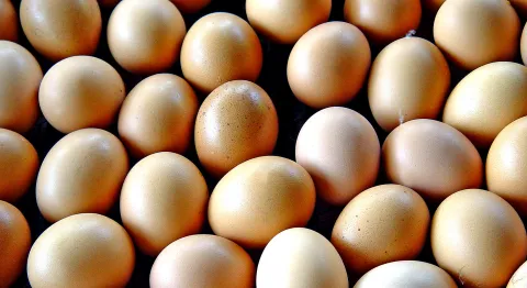 Cato Ridge business association hatches a plan for KZN egg farmers