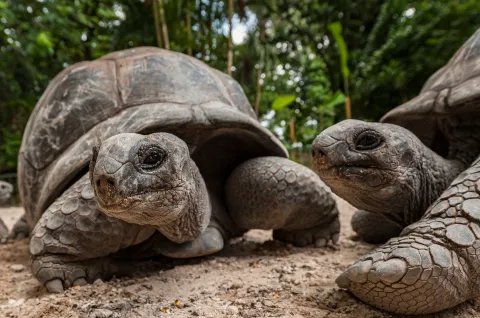 Madagascar: giant tortoises have returned 600 years after they were wiped out