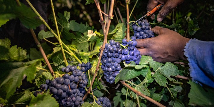 Worrying trends emerge for South Africa’s wine industry