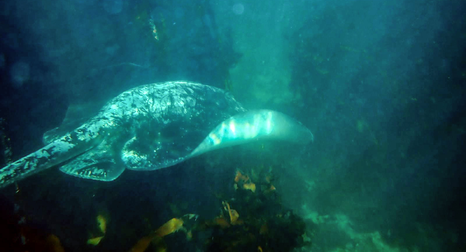 navy simon's town outcry stingray