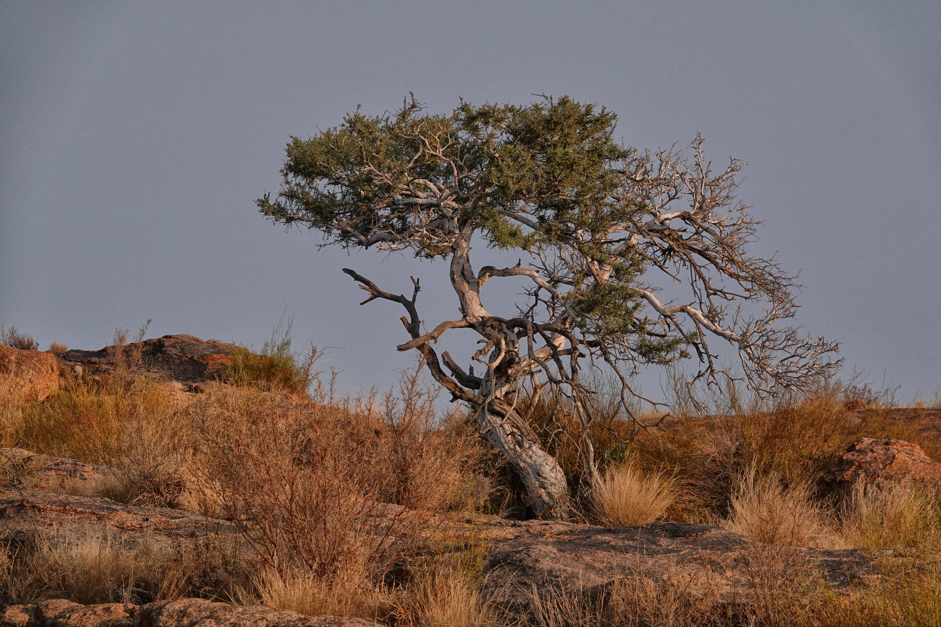 The Shepherd tree – you’ll find them all over the Northern Cape. Image: Chris Marais