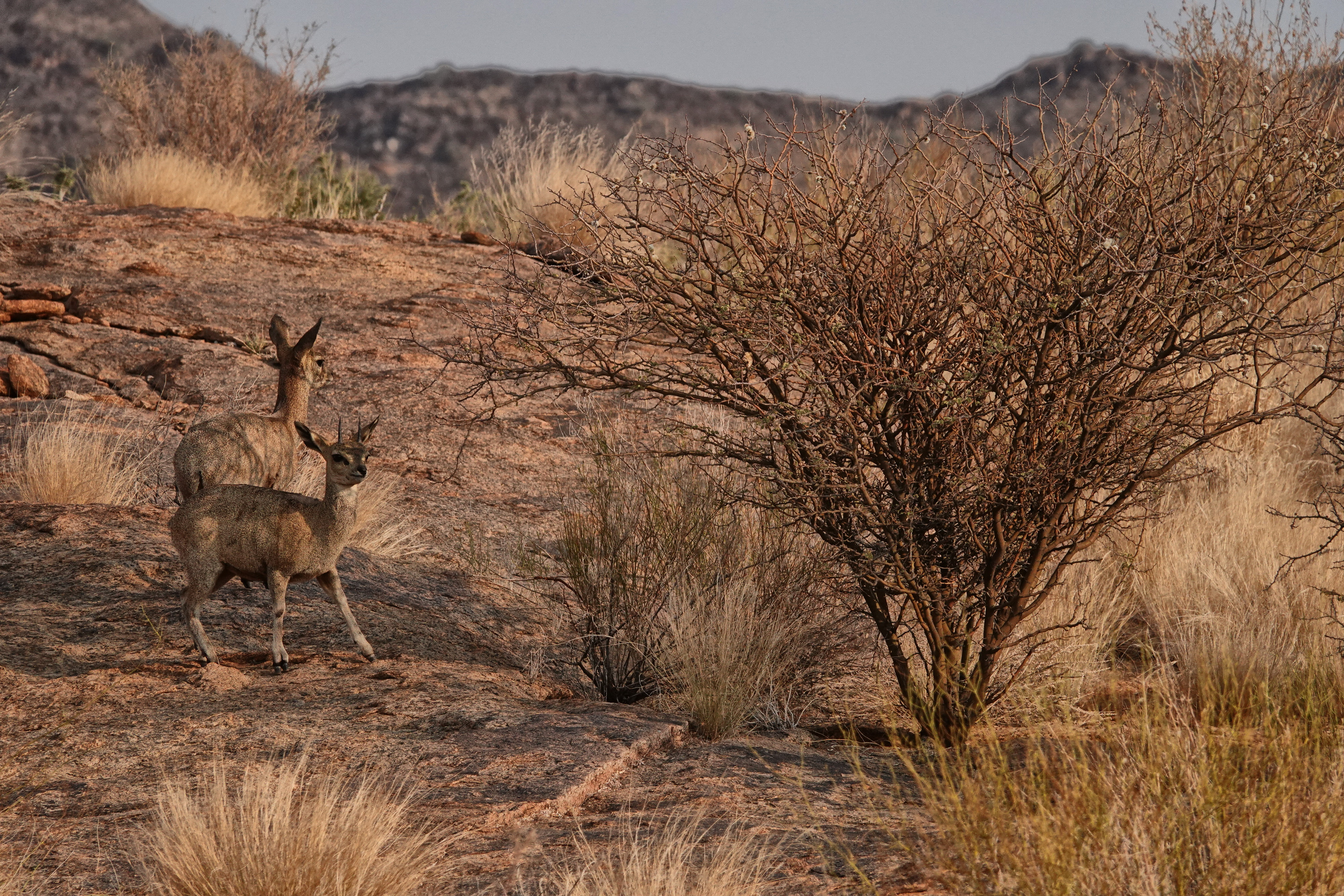 Klipspringer couple on the aptly-named Klipspringer Drive. Image: Chris Marais