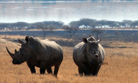 Two out of three SA white rhinos now in private hands while poachers decimate KZN herds