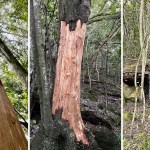 A conversation with the man who paints trees to combat bark stripping