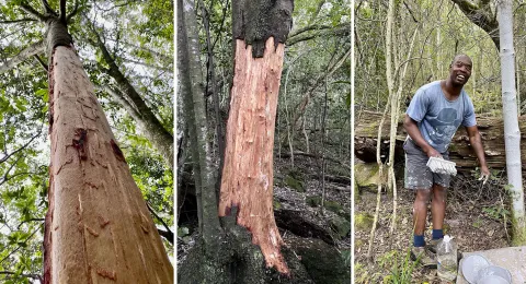 A conversation with the man who paints trees to combat bark stripping