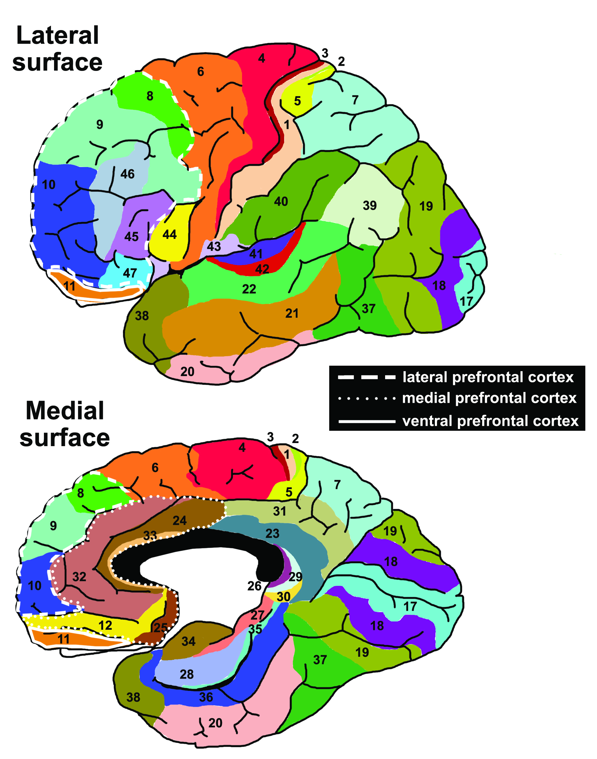 Brodmann’s brain map. Image: Vysha / Wikimedia Commons