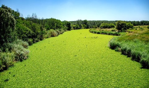Spraying of controversial herbicide on Vaal River water lettuce begins – critics urge caution