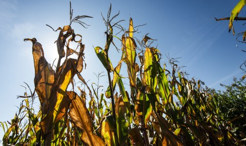 El Niño’s impact has been erratic for SA commercial grain farmers