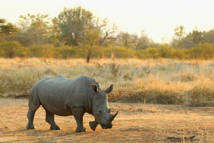 Rhino poaching in South Africa increases in 2023