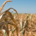 Upbeat South African agricultural assessments wither in February heat as El Niño bites