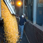 Crop Estimates Committee forecasts 12% fall in SA maize production
