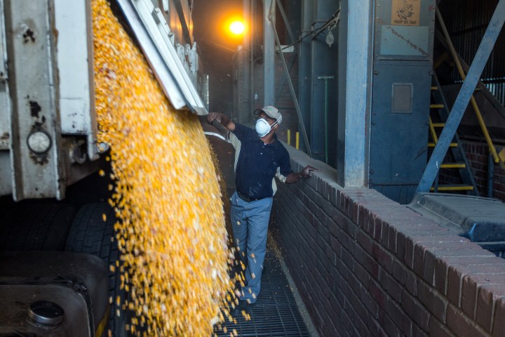 Crop Estimates Committee forecasts 12% fall in SA maize production