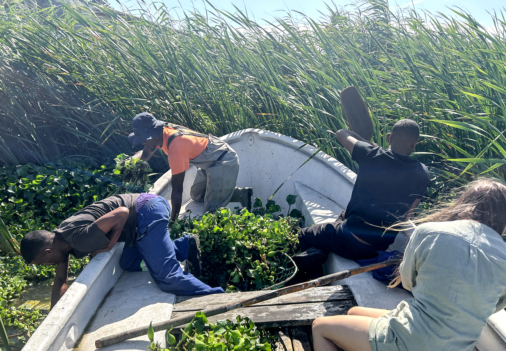 water hyacinth removal
