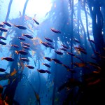 Reach out, speak out, paddle out: False Bay sea forests and other spots of hope