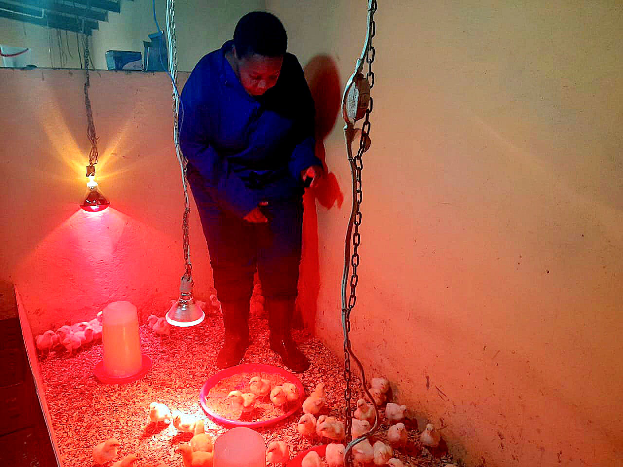 cato ridge egg farmers msomi