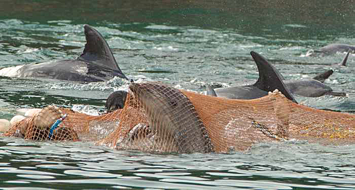 dolphin hunt