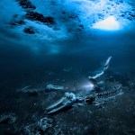 Depths of despair — winning images capture the vanishing mystery of the deep sea