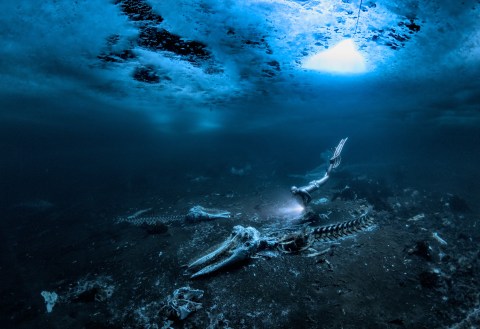 Depths of despair — winning images capture the vanishing mystery of the deep sea