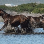 Free-roaming wild horses in severe danger as habitat shrinks, traffic accidents rise