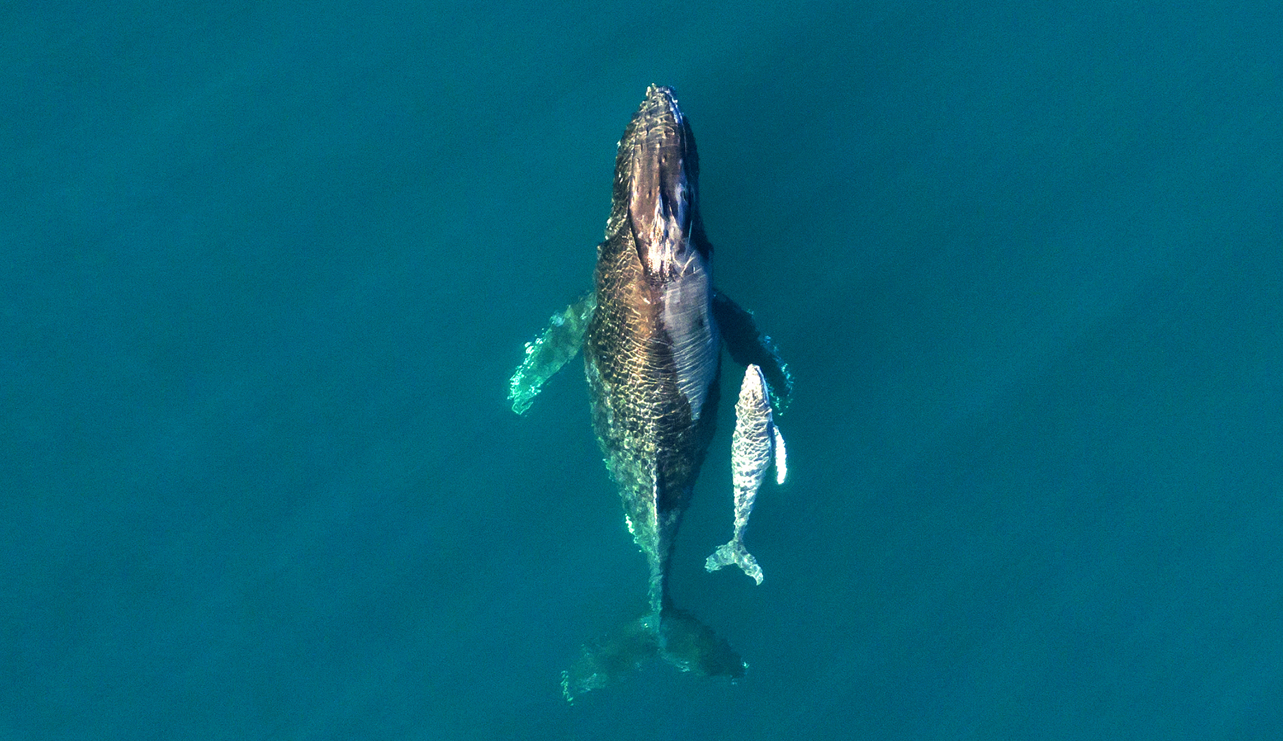 species migration whales human harm