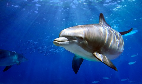 Dolphins and porpoises increasingly slaughtered for food and fish bait